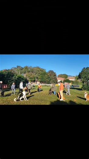 Quand les maîtres s'agitent et les chiens restent impassibles 😉 | Centre d'éducation canine d'Aubagne