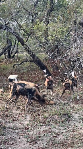 2M views · 15K reactions | Setting the boundaries. #Wilddog #africansafariconservation #safari #africananimals #animalslover #reels #africansafari #travel #nature | Forsyth Imagery | Facebook
