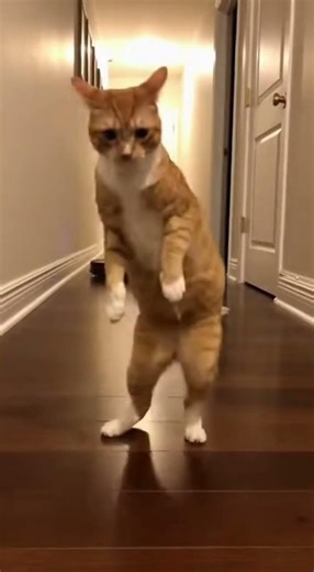 ¡El gato baila de miedo con la aspiradora robot!