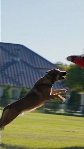 This Protection Dog Doesn’t Run… He Launches! 😳🔥#protectiondog #malinois