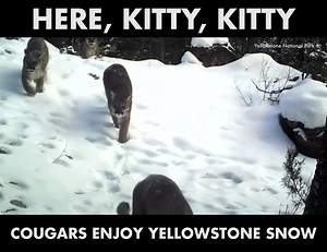 190K views · 5.3K reactions | A wildlife camera captures an adult female cougar and her three cubs moving quietly through the snow. | The Weather Channel | Facebook