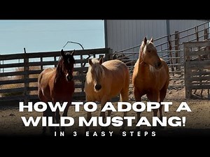 Adopt your First WILD Mustang In 3 EASY Steps!