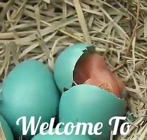 33K views · 38 reactions | 21》 on Reels | Facebook