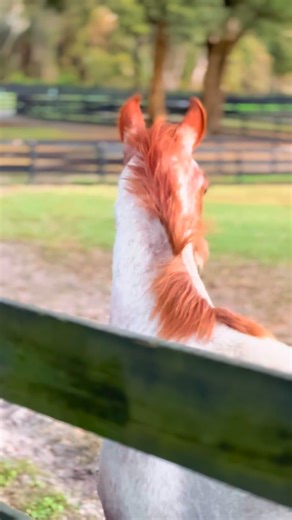 Manresa Family Ranch on Instagram: "The legacy continues. Our @thirdedge_ colt from the @tetonridge sale is officially home on the ranch! “JUST EDGY ENOUGH” (Third Edge x Ireydescent) is home on the ranch. We couldn’t wait to share his first moments with the welcoming committee! He’s transitioned wonderfully and eating like a champ. We can’t wait to see what the future holds for this guy over the next few years. We’ve got some BIG plans! We are also so excited to have Havana High Brow home for a