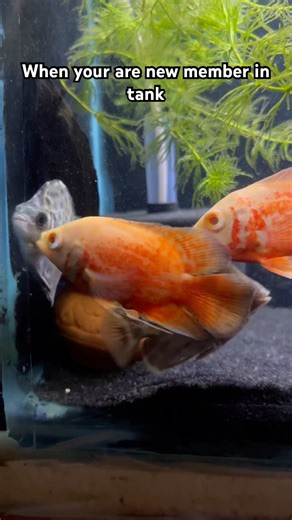 ❤️ #arowana #aquarium #fishkeeping #aquascape #viral #fishshorts #trending #guppyfish #breeding #og