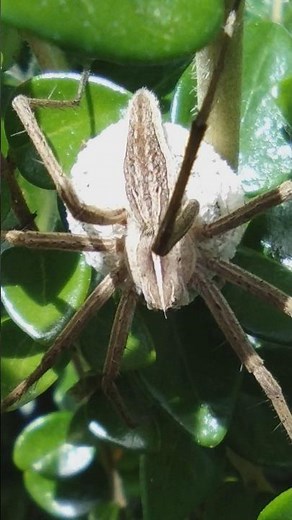Nursery Web Spider #nature