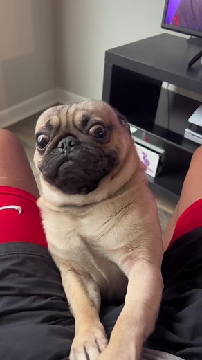 Adorable Pug Videos That Will Melt Your Heart