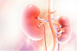 Can Probiotics Support Healthy Kidney Function?