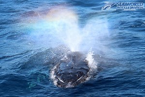 The wind and waves didn’t stop the whales putting on a spectacular show for Sea World Whale Watch passengers off the Gold Coast today with robust displays of breaching tempered with tentative close approaches. | Whale Watch Australia