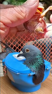 Baby Bird Botfly Treatment | Safe Removal & Full Recovery Guide