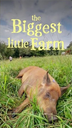 This Regenerative Farming Technique Transformed Itty's Pig Pasture | The Biggest Little Farm
