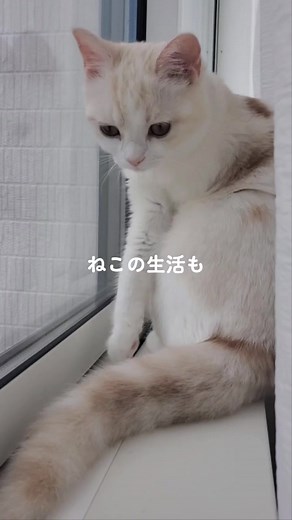 TikTokでのいちゃんの日常さんをチェック！