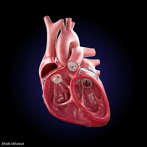 3D Heart animation - Ehab Shalout