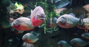 4k Piranha Attack Moves Directly Camera Stock Footage Video (100% Royalty-free) 1098963223 | Shutterstock