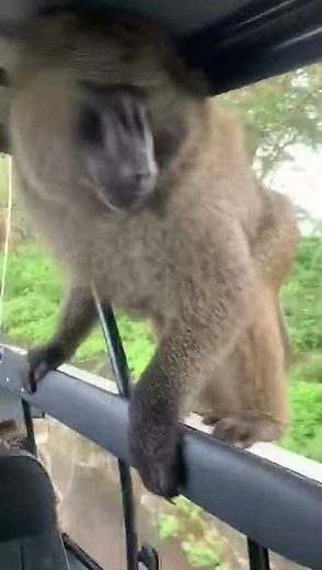 SHOCKING! BABOONS ATTACK TOURISTS ON GAME DRIVE IN LAKE NAKURU NATIONAL PARK.
