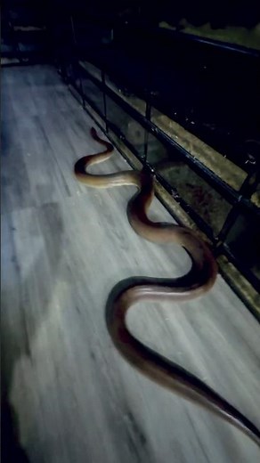 Adult Olive Python #paulstingray #reptileroom