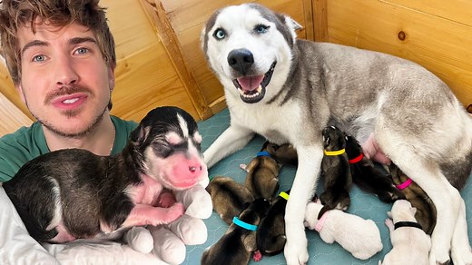 119K views · 2.9K reactions | Pregnant Husky Gives Birth To Many Puppies! | Joey Graceffa | Facebook