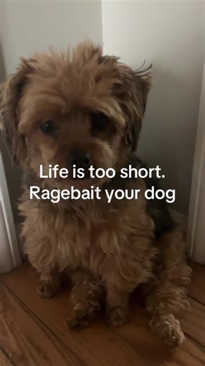 #ragebait #dog #holyragebait #ww #tuff@ac_dude_original @Jonny