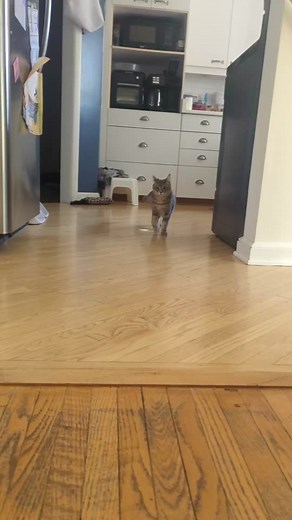 Bambi Steals the Show on the Catwalk! #BambiStomps #FosteringCat #CatWalk