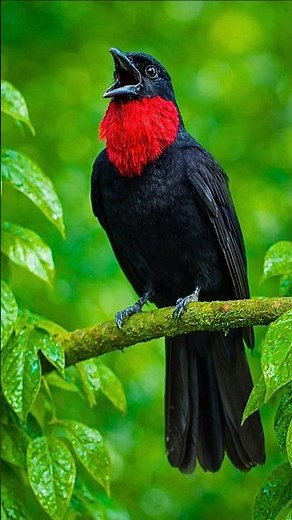 Peaceful Backyard Bird Sounds | Calm Morning Nature Ambience for Relaxation & Focus