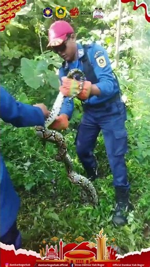 Evakuasi Ular Sanca ( Familia Pythonidae) 🐍