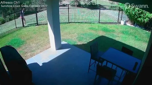 Moment 23-year-old Queensland woman is bitten by snake