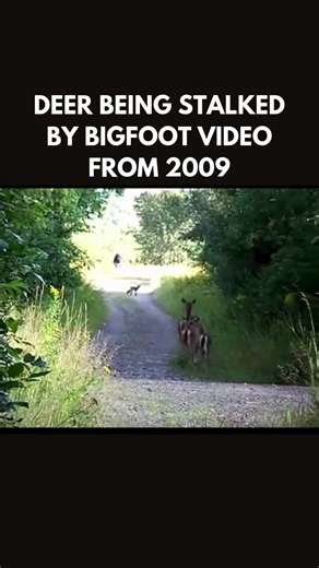Bigfoot Footage with Deer, 2009