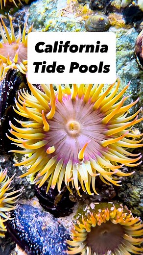 71K views · 30K reactions | Most people walk right past tide pools...