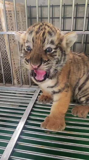 Fierce Tiger Cub - The Cutest and Most Playful Kitten Videos