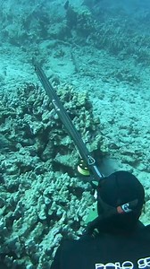 Spearing a big fish in the deep ocean 🐟 #fbreelsfypシ゚viralシ #spearfishing #fbreels #fbpageviral #fishing #viralvideo #fbreelsviral | Spearfishing