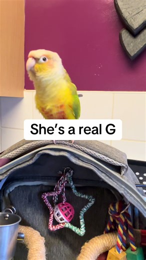 This bird just loves to dance 💃 #parrotsoftiktok #conureparrot #conure #greencheek #dancingparrot