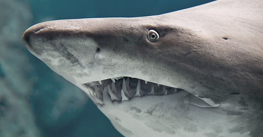 Discover 5 Freshwater Shark Species