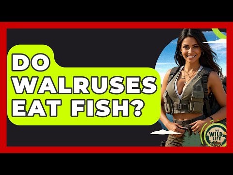 Do Walruses Eat Fish? - The Wild Life Explorer