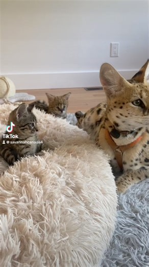 Mama Cass the Serval and beloved F3 savannah Josette ✍️www.savannahcanada.ca | Savannah Canada