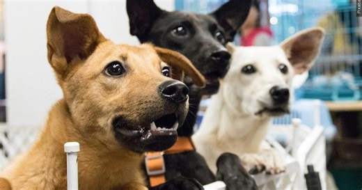 Sierra Vista's DocuPet makes dog licensing easy and safe