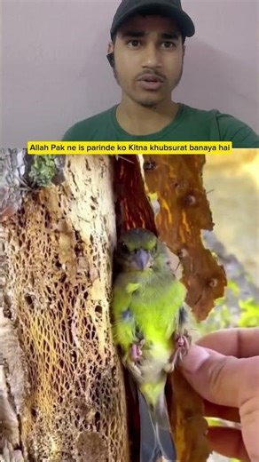 Hello 👋 #speedsong #dance #music #spedup #allah #duet #song #funny