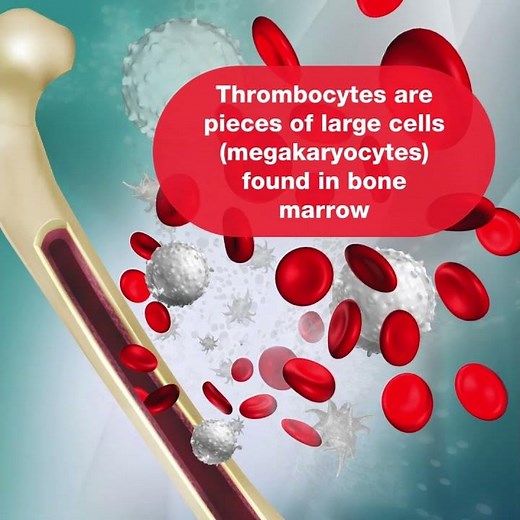 What are thrombocytes?