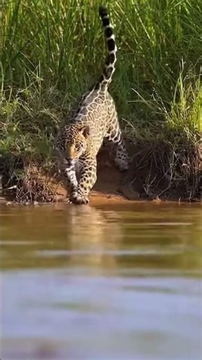 The Jaguar’s River Assassin | Apex Predator Power