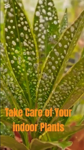 indoor plants disease.