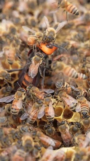 The Giant Hornet Doesn’t Flinch: Western Honeybee Attacks Ineffective