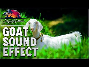 Goat Sound Effect