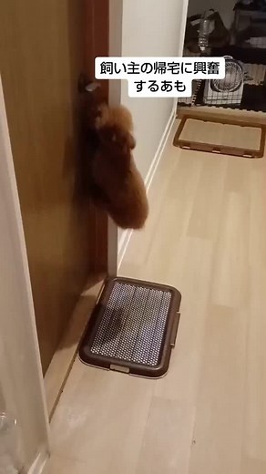 #犬のいる生活 #トイプードル #わんこ #dog#ぬい #可愛い #待ち #dogsoftiktok #アモ #ぷー #わんこのいる生活 #いぬ #わんこ