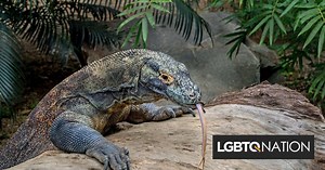 These 6 asexual animals reproduce without mates - LGBTQ Nation