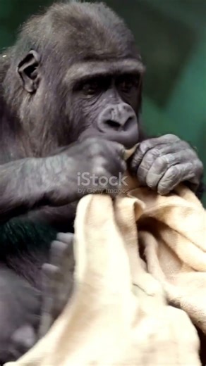 Chimpanzees: Cute but Shockingly Human