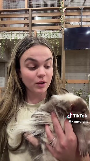 Facts About Skunks: Lavender & Cinnamon Skunks