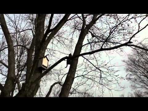 How cats climb DOWN trees
