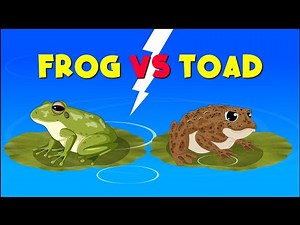 Frog vs Toad: What's the Difference? | Educational Videos for Kids