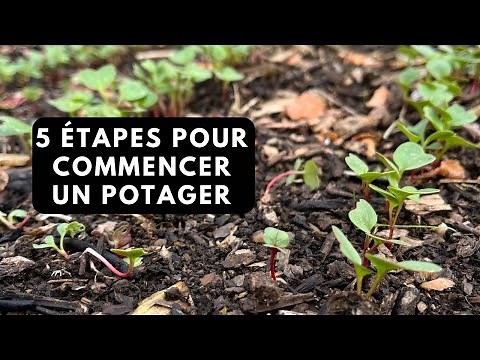 5 steps to start a vegetable garden