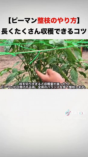 ピーマンを長くたくさん収穫できる整枝のやり方‼️#ピーマン #ピーマン栽培 #野菜作り #農業 #農業男子 #家庭菜園 #longervideos