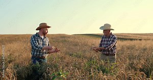 Old farmer man standing around the wheat field with his son and talking, checking if the spikes are ripe to harvest. People discussing something